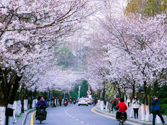 Nanjing Seasons
